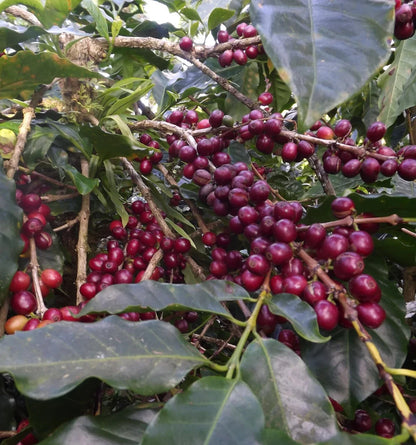 120+ Sidamo Coffee Seeds (Coffea sp. / Legendary Ethiopian Heirloom Arabica Coffee Cultivar Bean Seeds) – Premium Botanical Specimen Plant Seeds for Planting