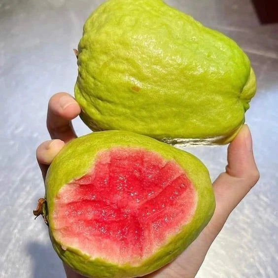 Red Diamond Guava Seeds (Psidium guajava) – 250+ Premium Rare Seedless-Type Crisp Ruby-Red Guava Seeds