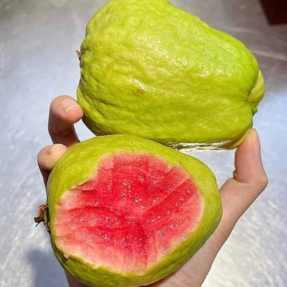 Red Diamond Guava Seeds (Psidium guajava) – 250+ Premium Rare Seedless-Type Crisp Ruby-Red Guava Seeds