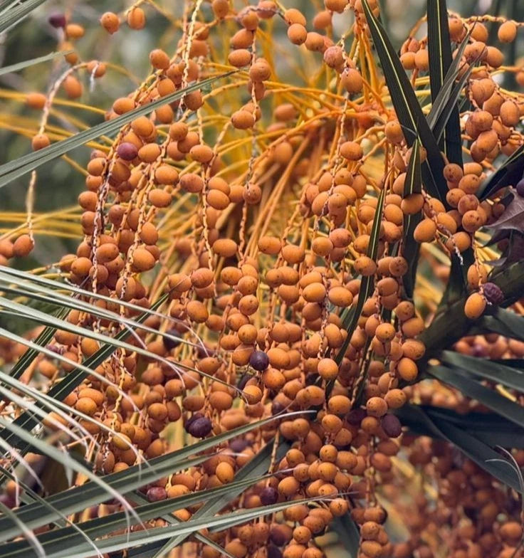 Rabia Date Palm Seeds (Phoenix dactylifera) – 35+ Premium Rare Sweet Saudi Arabian Rabea Date Seeds