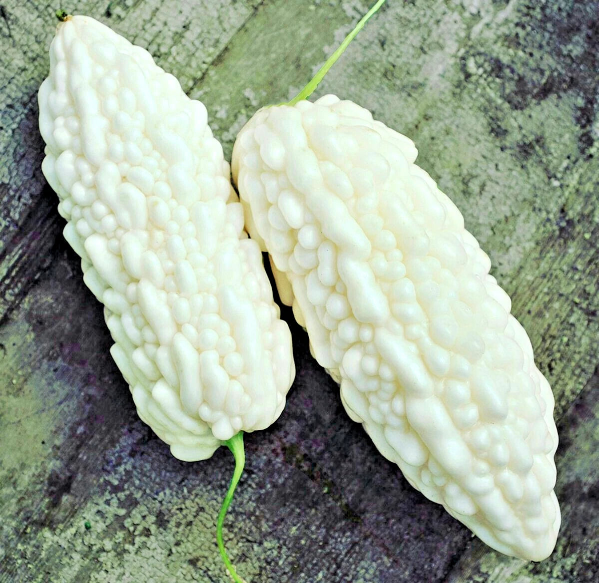 Long White Bitter Melon (Momordica charantia) – 20+ Premium Rare Heirloom Seeds