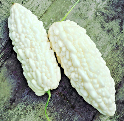 Long White Bitter Melon (Momordica charantia) – 20+ Premium Rare Heirloom Seeds