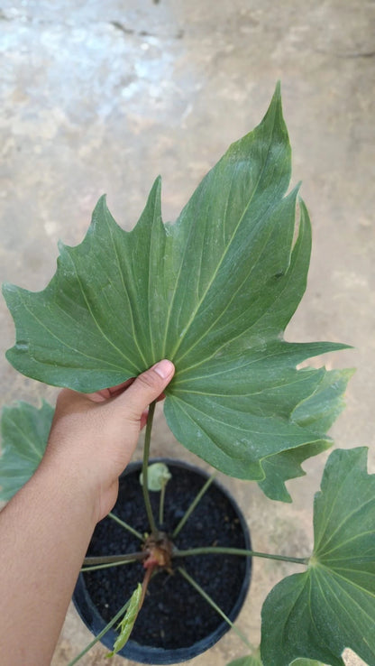 Rare Anthurium Butterfly Ecuador - Premium Large Tropical Aroid Houseplant
