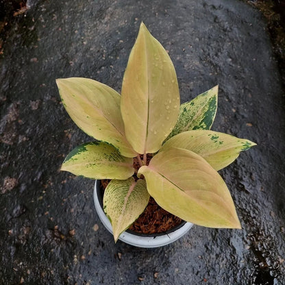 Aglaonema 'Golden Love' - Radiant & Unique Tropical Houseplant
