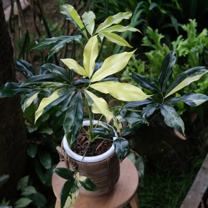 Thaumatophyllum goeldii 'Variegated' - Rare Tropical Aroid