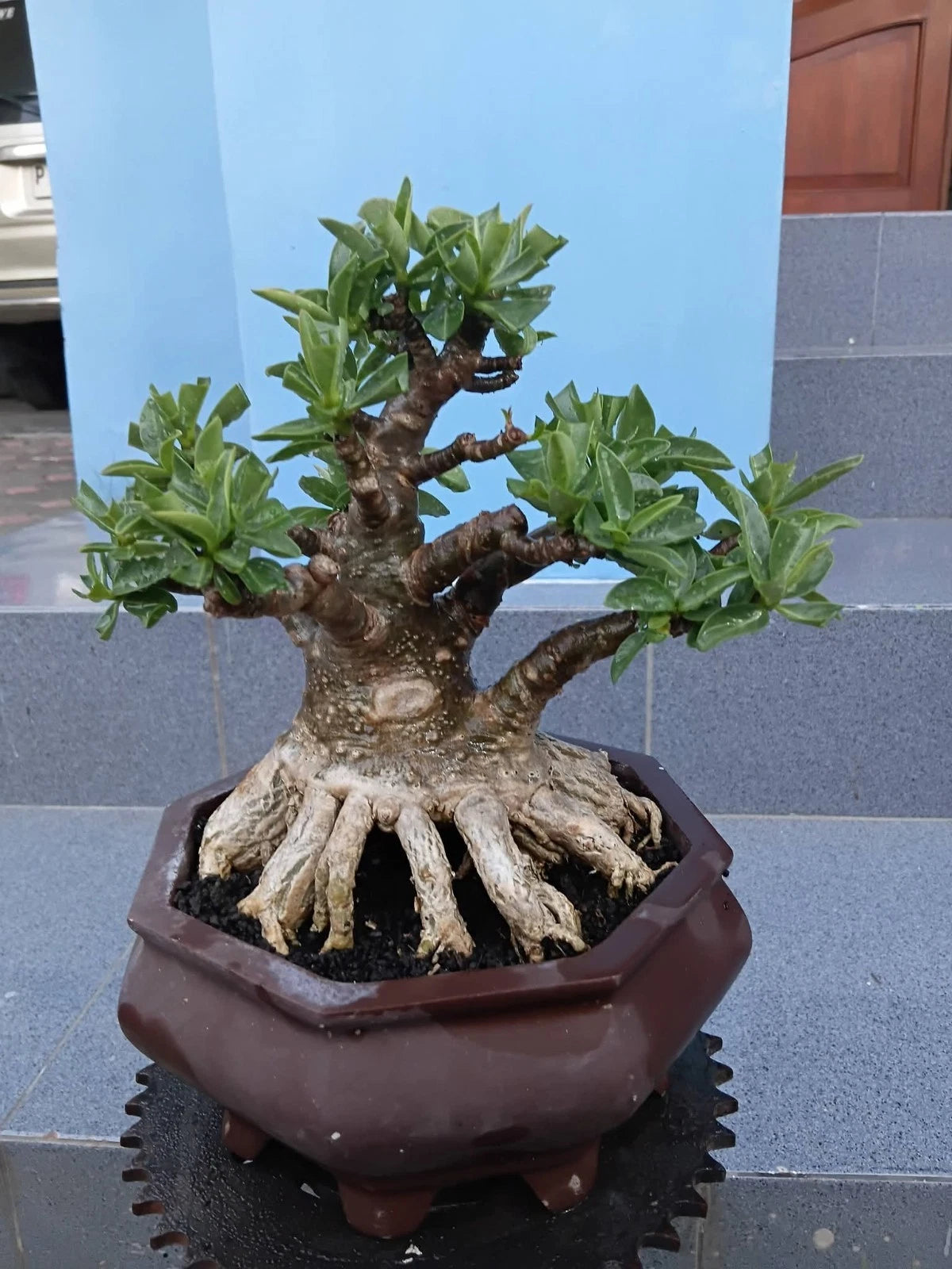 Premium Adenium 'Character' Series (RCN, ThaiSoco, & DHA) – Collector’s Bonsai Specimens