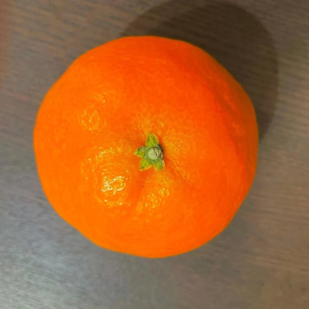 Beni Madonna Orange Seeds 300+ (Citrus reticulata 'Beni Madonna' / Ehime 28) – Bulk Rare Japanese Luxury Citrus Fruit Tree Seeds for Planting