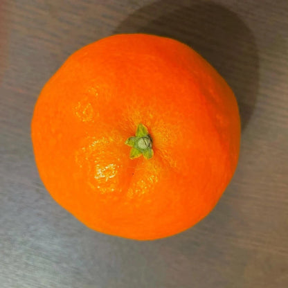 Beni Madonna Orange Seeds 300+ (Citrus reticulata 'Beni Madonna' / Ehime 28) – Bulk Rare Japanese Luxury Citrus Fruit Tree Seeds for Planting