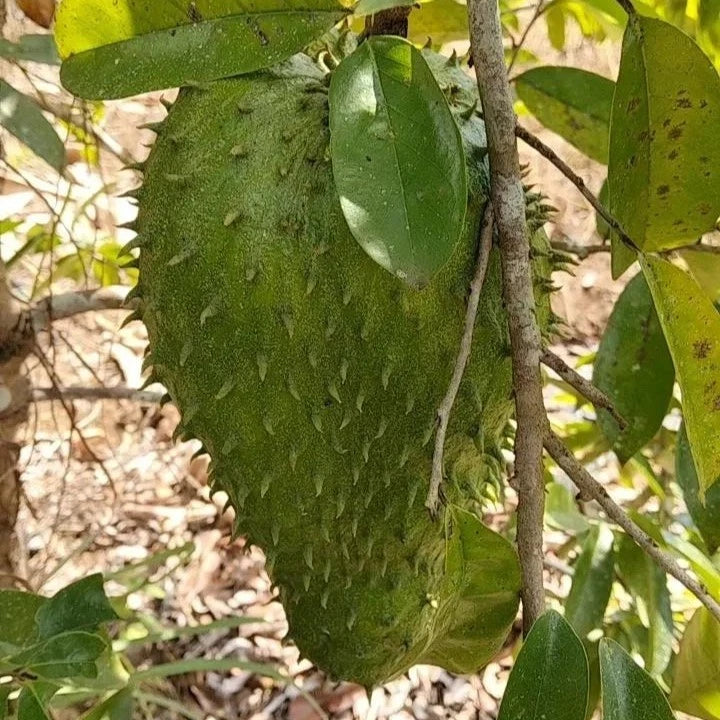 Amazon Hybrid Soursop Seeds (Annona muricata 'Amazon Hybrid') – 100 pcs Premium Fresh Rare High-Yield Sweet Soursop Seeds