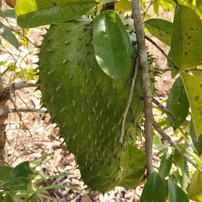 Amazon Hybrid Soursop Seeds (Annona muricata 'Amazon Hybrid') – 100 pcs Premium Fresh Rare High-Yield Sweet Soursop Seeds