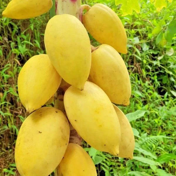 Golden Papaya Seeds (Carica papaya 'Golden') – 1000+ Bulk Premium High-Yield Sweet Honey-Gold Papaya Seeds