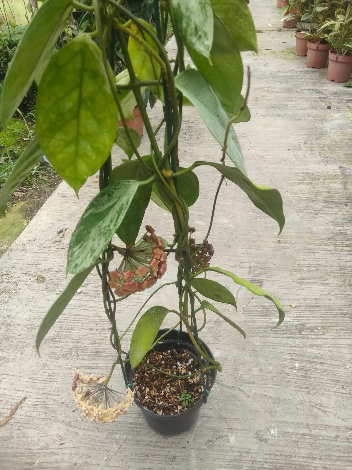 Hoya Coriacea - Rare & Sturdy Tropical Wax Plant