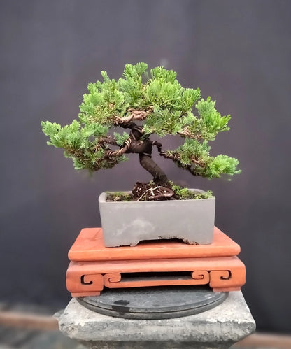 Juniperus Rigida Bonsai - Twisted Style Small Size Tropical Specimen