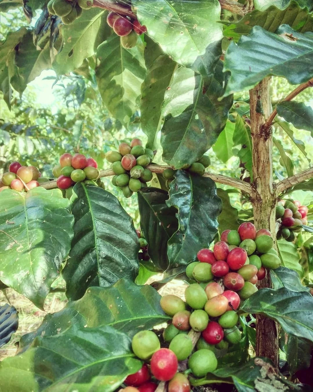 Komasti Coffee Seeds (Coffea arabica var. Komasti) – Premium Heirloom Specialty Coffee Bean Seeds for Planting (120+ Pcs)
