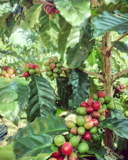 Komasti Coffee Seeds (Coffea arabica var. Komasti) – Premium Heirloom Specialty Coffee Bean Seeds for Planting (120+ Pcs)