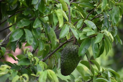 Soursop (Annona muricata) – 100+ Premium Seeds