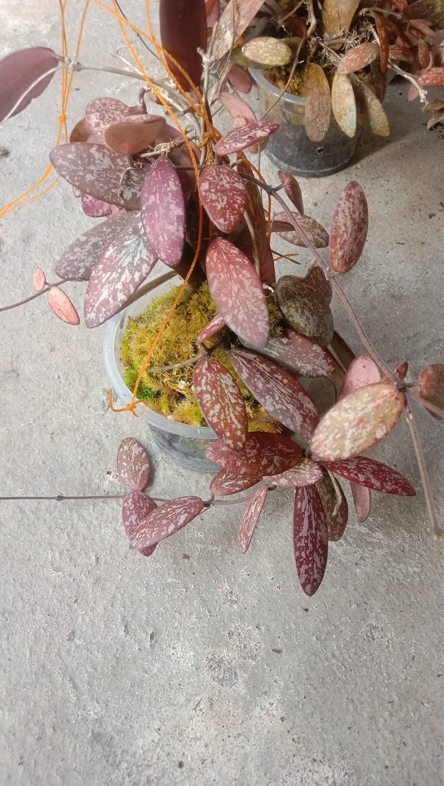 Hoya aff. sigillatis 'Red' (Big Size Specimen) – Rare Bornean Tropical Wax Plant Live Epiphytic Vine for Indoor Collectors