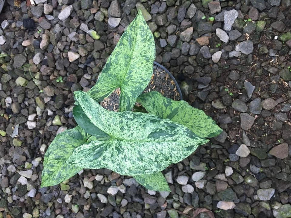 Syngonium 'Mojito' – Rare Tropical Variegated Arrowhead Plant Indoor/Outdoor Living Specimen