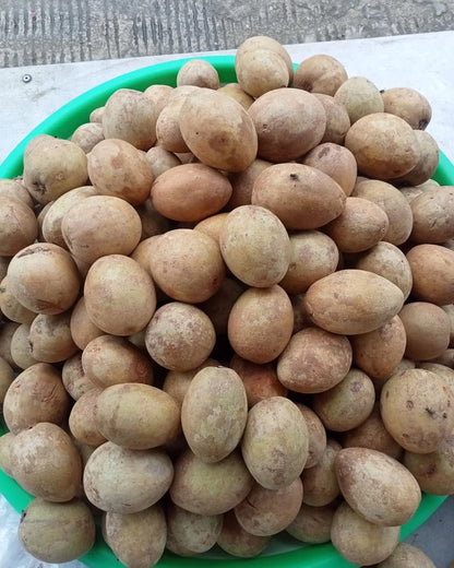 Lamut Sapodilla Seeds (35+ Seeds, Manilkara zapota) – Premium Thai Long-Fruit Sweet Sapodilla Fruit Tree Seeds for Planting