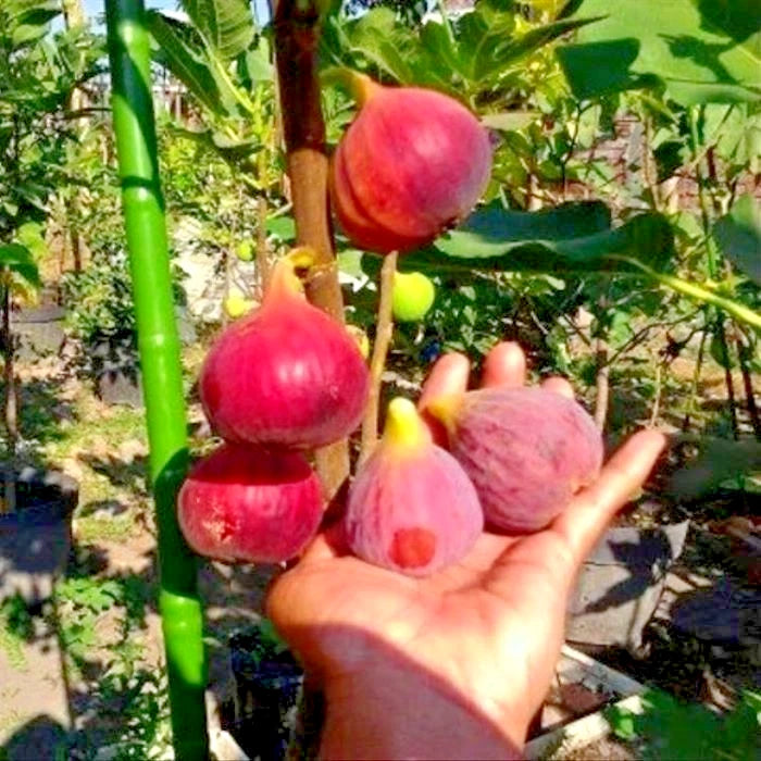 Fresh Common Fig (Ficus carica) – 100+ Premium Quality Seeds