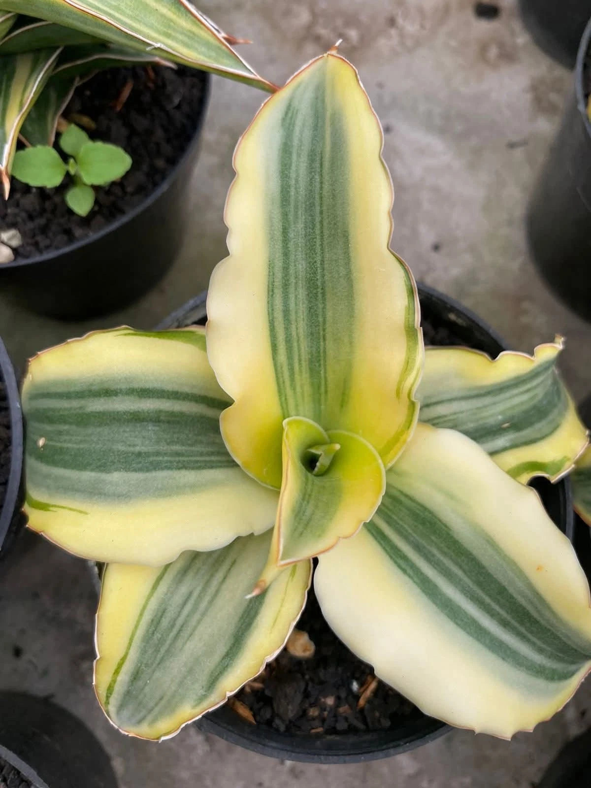 Sansevieria 'Katana' Variegated - Beautiful Tropical Snake Plant