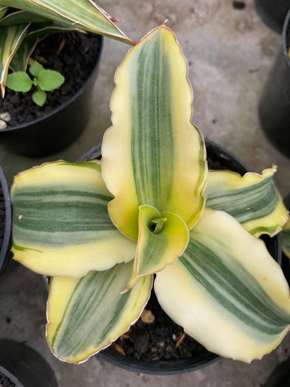 Sansevieria 'Katana' Variegated - Beautiful Tropical Snake Plant