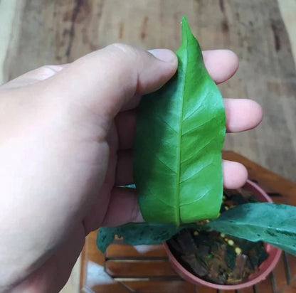 Stunning Hoya Occultata Silver – Rare Tropical Indoor & Outdoor Wax Plant