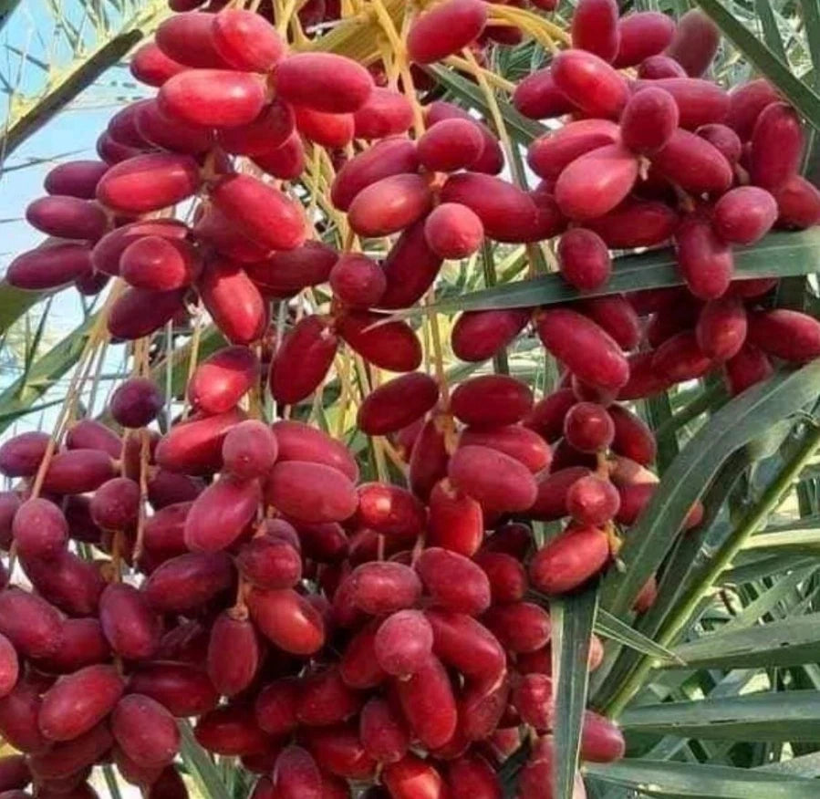 Anbara Date Palm Seeds (Phoenix dactylifera 'Anbara') – 35+ Premium Rare Red Strain Royal Date Seeds