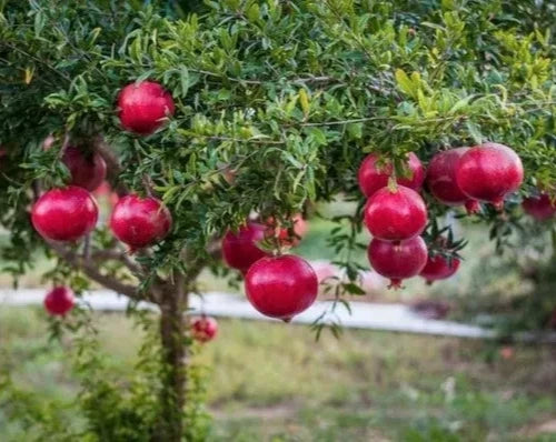 100+ 'Ambrosia' Pomegranate Seeds (Punica granatum) – Elite Sweet-Fleshed Botanical Specimen (Collectors Quality)