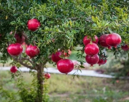 100+ 'Ambrosia' Pomegranate Seeds (Punica granatum) – Elite Sweet-Fleshed Botanical Specimen (Collectors Quality)