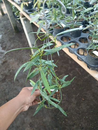 Dischidia thaithongiae (sp. Kalbar) – Rare Exotic Tropical Wax Plant