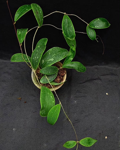 Hoya rintzii 'Splash' (Borneo Selection) – Rare Tropical Wax Plant Live Epiphytic Vine for Indoor Collectors