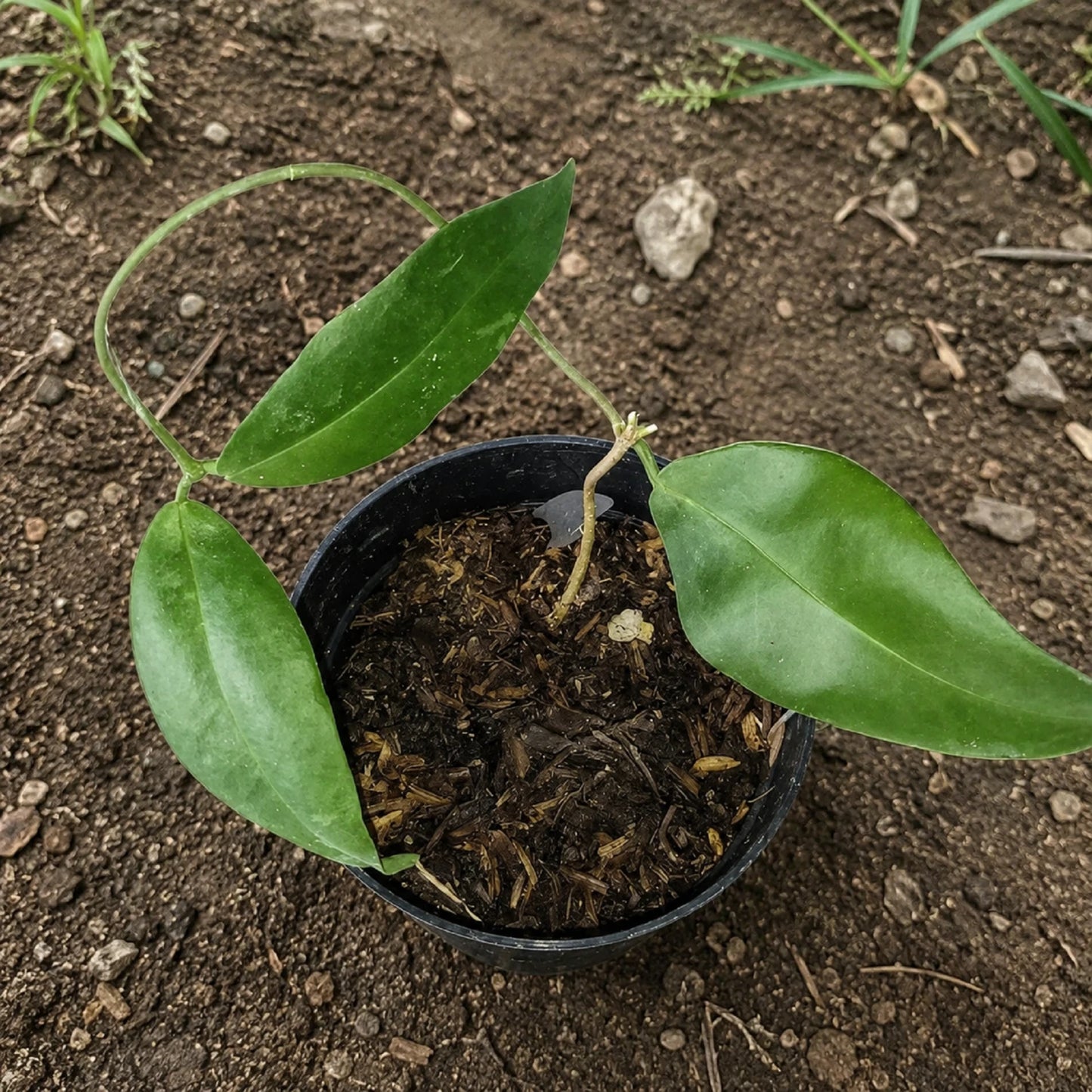 Hoya Evelinae Live Plant - Premium Easy Care Indoor Houseplant Tropical Vine