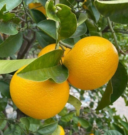 Hassaku Orange Seeds (Citrus hassaku) – 100 Premium Japanese Hybrid Citrus Seeds