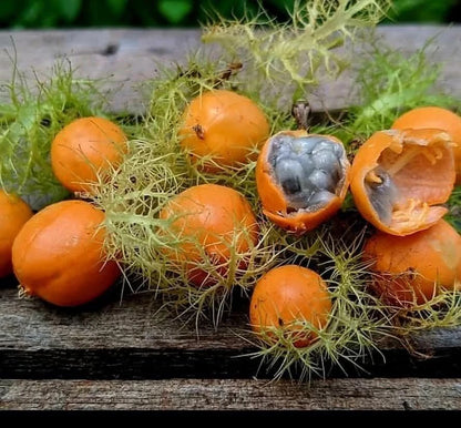 25+ Wild Passion Fruit Seeds (Passiflora foetida) – Rare Stinking Passionflower Botanical Specimen (Collectors Quality)