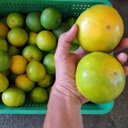 Baby Java Orange Seeds 2,000+ (Citrus sinensis var. Baby Java) – Bulk Sweet Citrus Fruit Tree & Sweet Orange Seeds for Planting