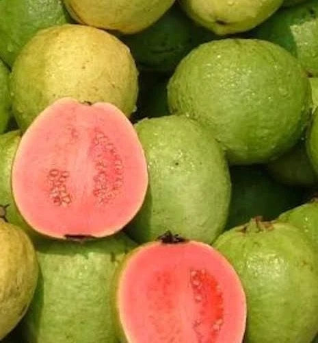 Premium Taiwan Pink Guava Seeds (Psidium guajava) – Sweet Exotic Fruit Seeds for Planting