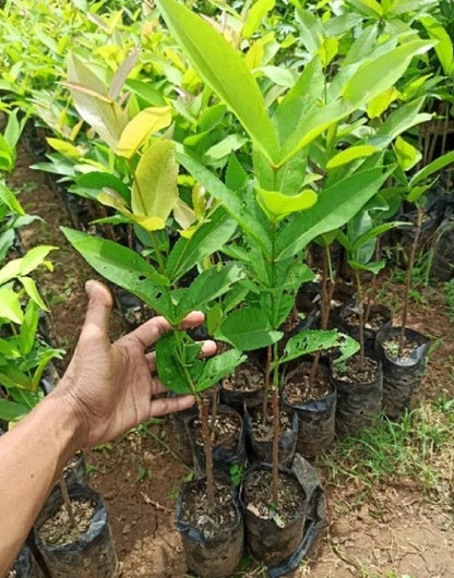 Kiojok Water Apple (Jambu) Grafted Fruit Tree - Rare Tropical Wax Apple