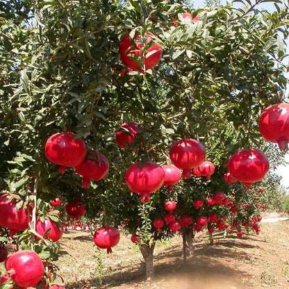 Premium 'Bhagwa' Pomegranate Seeds (Punica granatum) – Elite High-Yield Commercial Pomegranate Seeds (100+ Count)