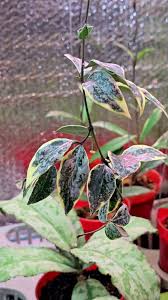Hoya Lacunosa ‘Princess Lumina’ | Rare Tropical Wax Plant | Collector Hoya | Indoor Outdoor Houseplant