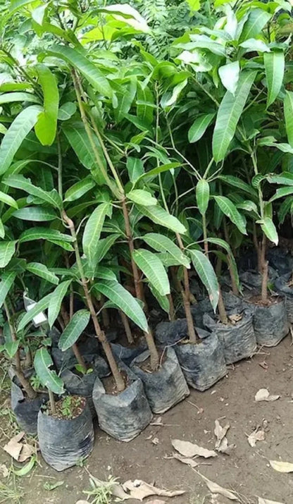 Premium Grafted Red Emperor Mango Fruit Tree - Sweet Tropical Mango Plant
