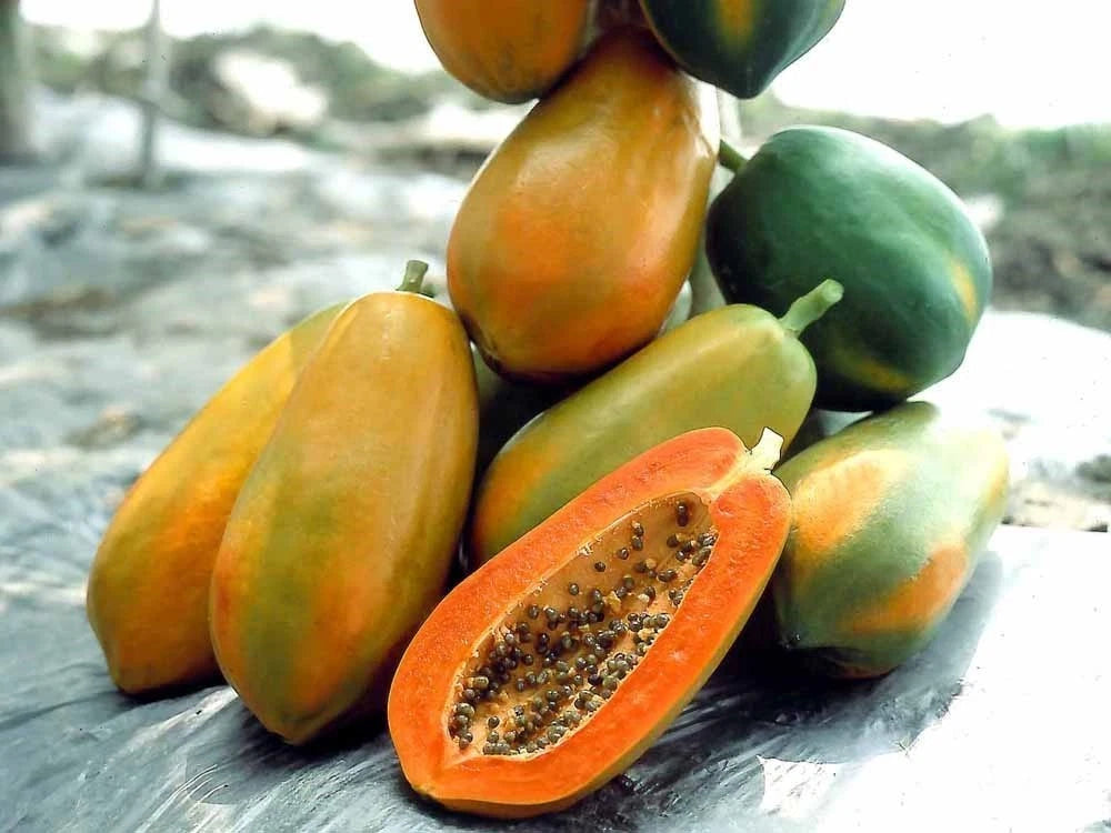Red Lady Papaya Seeds (Carica papaya) – Premium Certified High-Yield Sweet Red-Fleshed Papaya Fruit Tree Plant Seeds for Planting (100 Pcs)