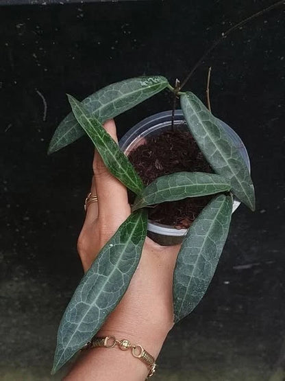 Hoya Hypolasia – Rare Tropical Indoor Outdoor Wax Plant Cutting / Starter Plant