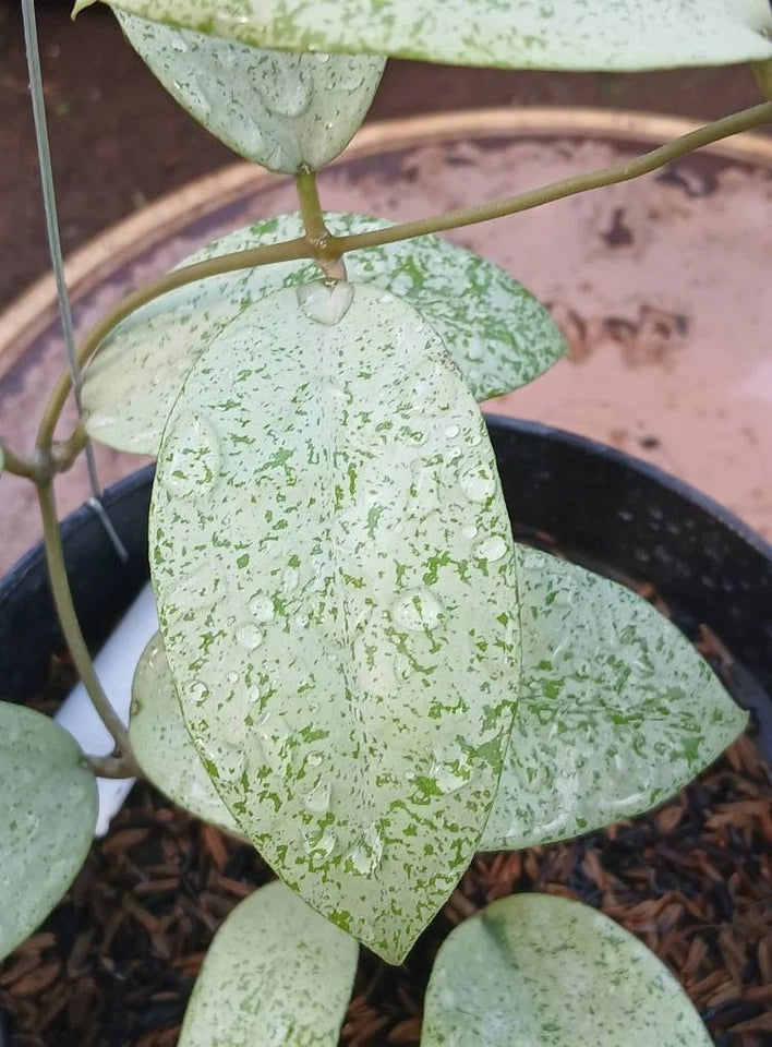 Hoya sp. ‘Warok Silver’ | Rare Tropical Wax Plant | Silver Leaf Hoya | Indoor Outdoor Collector Plant