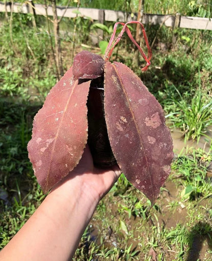 Rare Hoya Undulata Red Sp Borneo - Premium Prehistoric Exotic Tropical Wax Plant
