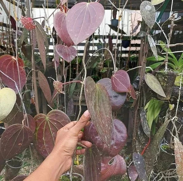 Hoya glabra (Red) Rare Tropical Wax Plant Seeds – Exotic Climbing Vine & Epiphytic Foliage Plant Seeds for Planting