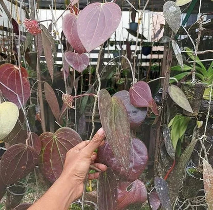 Hoya glabra (Red) Rare Tropical Wax Plant Seeds – Exotic Climbing Vine & Epiphytic Foliage Plant Seeds for Planting