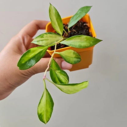 Hoya Walliniana Variegated | Rare Variegated Hoya Wax Plant | Tropical Indoor Outdoor Houseplant