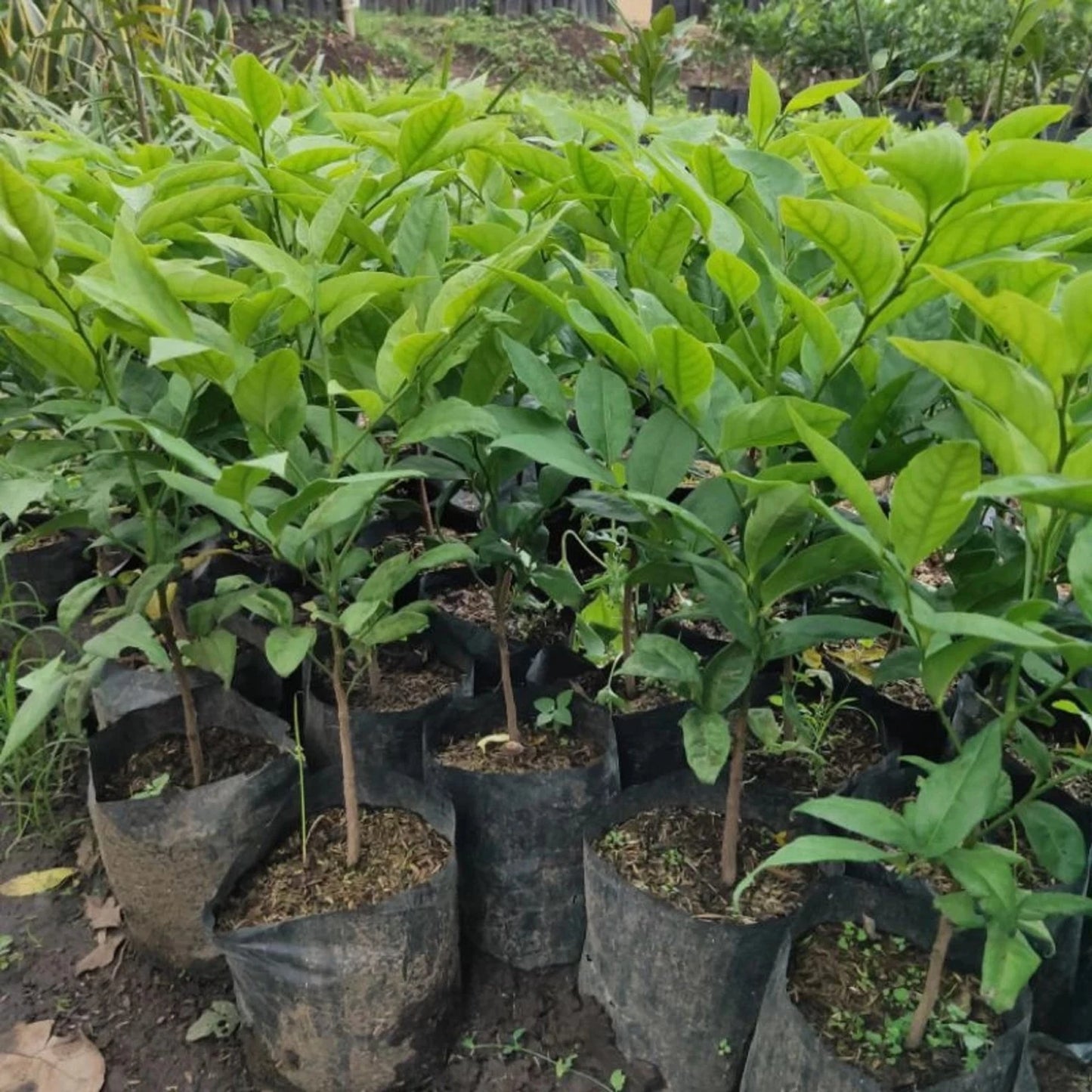Premium Grafted Mangosteen (Manggis) - Queen of Tropical Fruits