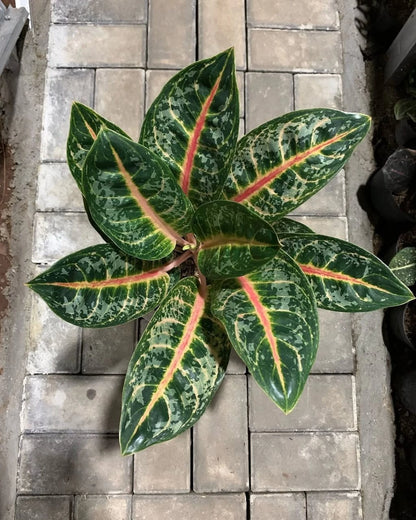 Aglaonema 'Gajah Mada' - Iconic & Sturdy Tropical Houseplant